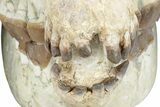 Fossil Running Rhino (Hyracodon) Skull - South Dakota #280259-8